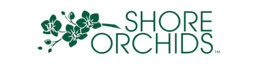 Shore Orchids
